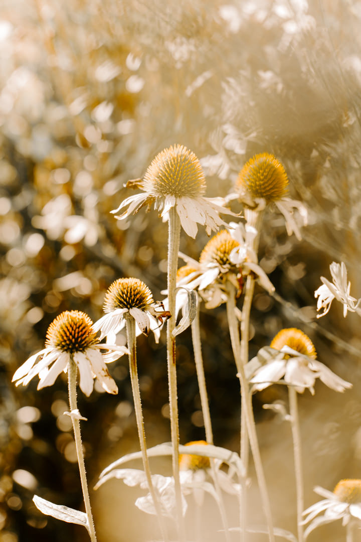 Jacks Retreat Wedding Queenstown, New Zealand by Dawn Thomson Photography